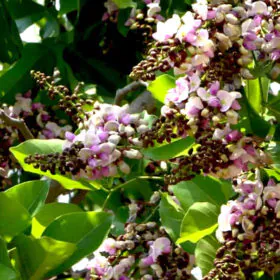 Pongamia Pinnata | Karanj | سکھ چین Image