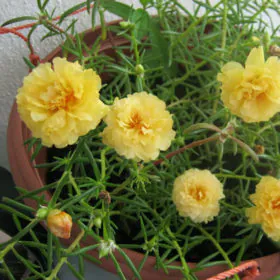 Portulaca | 9 O Clock (Yellow) | قلفہ | پارچولاکا | فوٹو لاکا | گل دوپہڑی Image