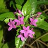 Pseuderanthemum Laxiflorum | Kodia (Purple)  | ایری ینتھمم |  شہشزادی