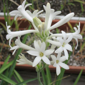Rajnigandha | Polianthes Tuberosa | گل شبو | ٹیوب روز Image