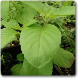 Tulsi ( Green) | تلسی Tulsi ( Green) | تلسی Image