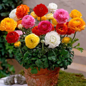 Ranunculus (Mix Color) | رینن کولس Image