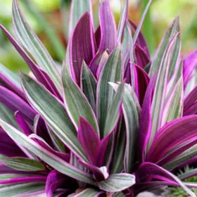 Rhoeo Spathacea Tricolor | Rhoeo Variegated | ٹریڈس کیشا | روہیو Rhoeo Spathacea Tricolor | Rhoeo Variegated | ٹریڈس کیشا | روہیو Image