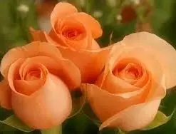 Rose (Lotus Orange) | گلاب ( لوٹس مالٹائی )
