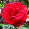Rose (Marigold Red)  | گلاب  (  میری گولڈ )