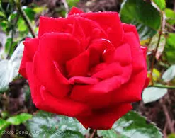 Rose (Marigold Red)  | گلاب  (  میری گولڈ )