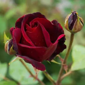 Rose (Maroon) | گلاب Image