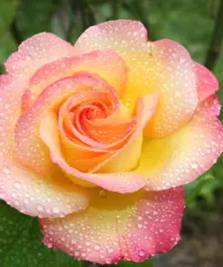 Rose (Orange Pink)  | گلاب ( اورنج اور گلابی مکس )