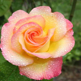 Rose (Orange Pink) | گلاب Rose (Orange Pink) | گلاب Image