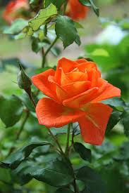 Rose (Orange)  | گلاب ( مالٹی )