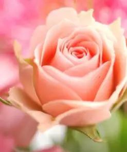 Rose (Peach)  | گلاب  ( پیچ رنگ )
