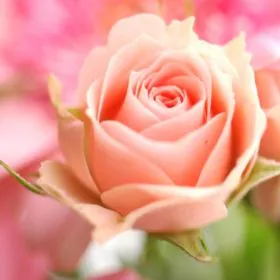 Rose (Peach) | گلاب Rose (Peach) | گلاب Image