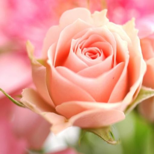 Rose (Peach)  | گلاب  ( پیچ رنگ )