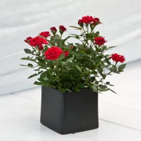 Rose (Red) | گلاب Rose (Red) | گلاب Image