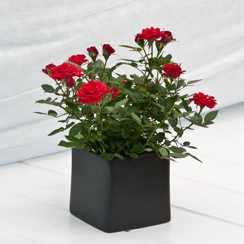 Rose (Red)  | گلاب ( سرخ )