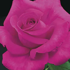 Rose (True Pink) | گلاب Rose (True Pink) | گلاب Image