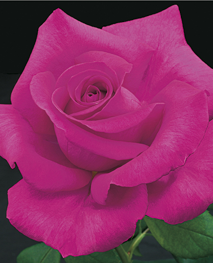 Rose (True Pink)  | گلاب ( خاص گلابی )
