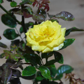 Rose (Yellow) | گلاب Image