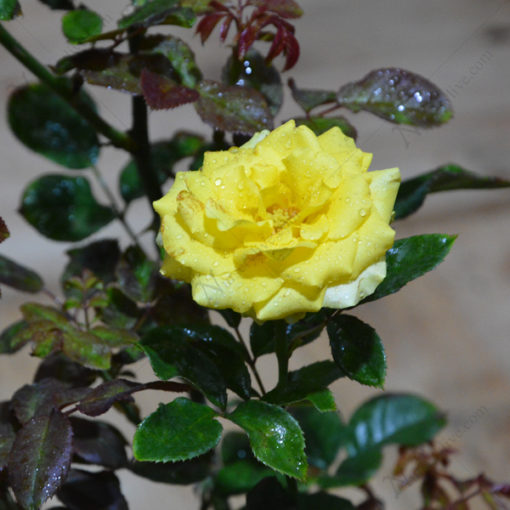 Rose (Yellow)  | گلاب ( پیلا )