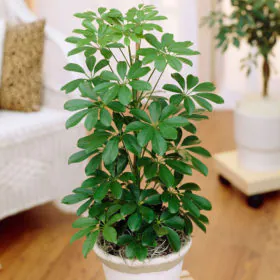 Schefflera | شفلیرا Image