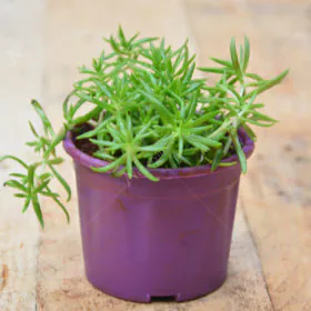 Sedum Angelina (Green) | سیڈم Sedum Angelina (Green) | سیڈم Image