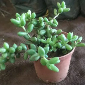 Sedum Pachyphyllum | سیڈم Image