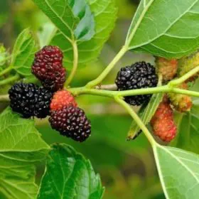 Shahtoot | Mulberry | Tuti - High Yield Image