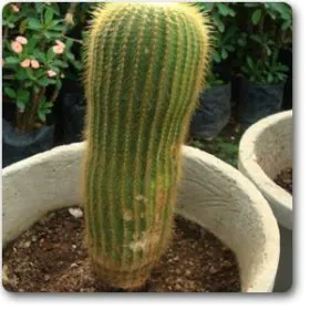 Silver torch | Old Man Cactus | سفید بالوں والا کیکٹس Silver torch | Old Man Cactus | سفید بالوں والا کیکٹس Image