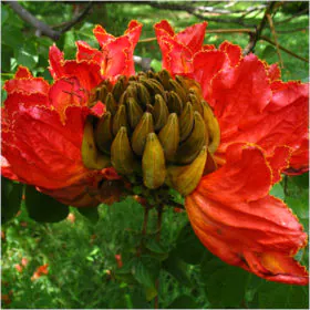 Spathodea Campanulata | Fountain Tree | افریقن ٹیولپ ٹری | تسبیح پلانٹ Image