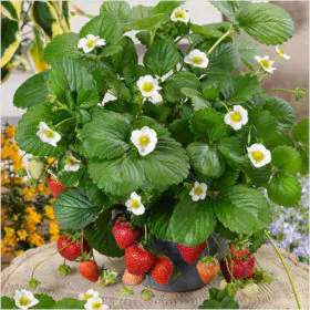Strawberry Sweet Charlie | Jharaber | سٹرابیری Image