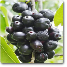 Syzygium Cumini | Jamun - High Yield Image