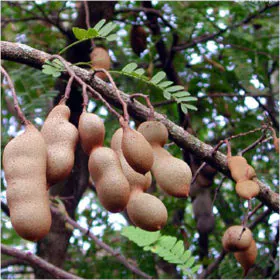 Tamarindus indica | Imli | آلو املی | املی | کھٹی املی Image