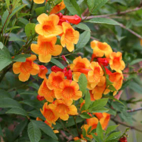 Tecoma ( Orange) | ٹیکوما جھاڑی Image