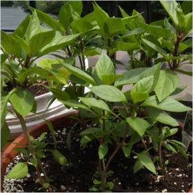 Thai Basil | تھائی والی نیازبو Image