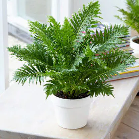 Tree Fern | Silver Lady Fern | سلور لیڈی فرن | ٹری فرن Image