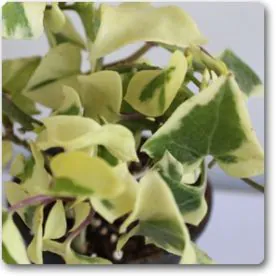 Variegated English Ivy | ویری گیٹڈ یڈیرا بیل Variegated English Ivy | ویری گیٹڈ یڈیرا بیل Image