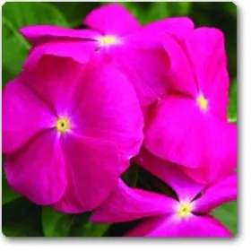 Vinca (Pink) | ونکا Image