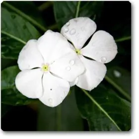 Vinca (White) | ونکا Vinca (White) | ونکا Image