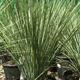 Xanthorrhoea glauca Xanthorrhoea glauca Image