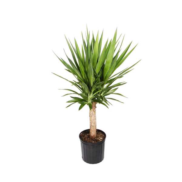 ETL-1265 – eTree.pk