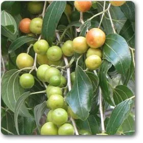 Ziziphus Mauritiana | Ber | بیر Image