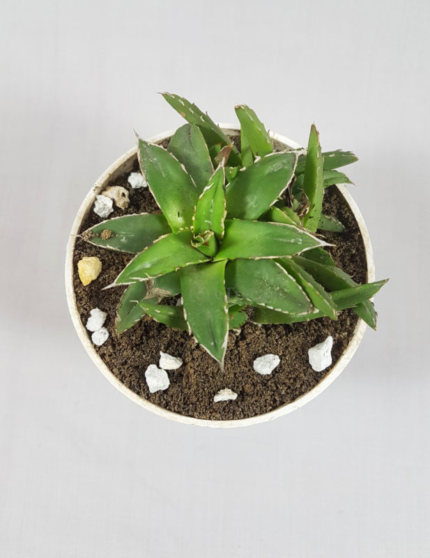 Agave Species