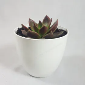 Echeveria | Black Prince Image