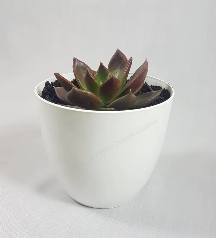 Echeveria | Black Prince