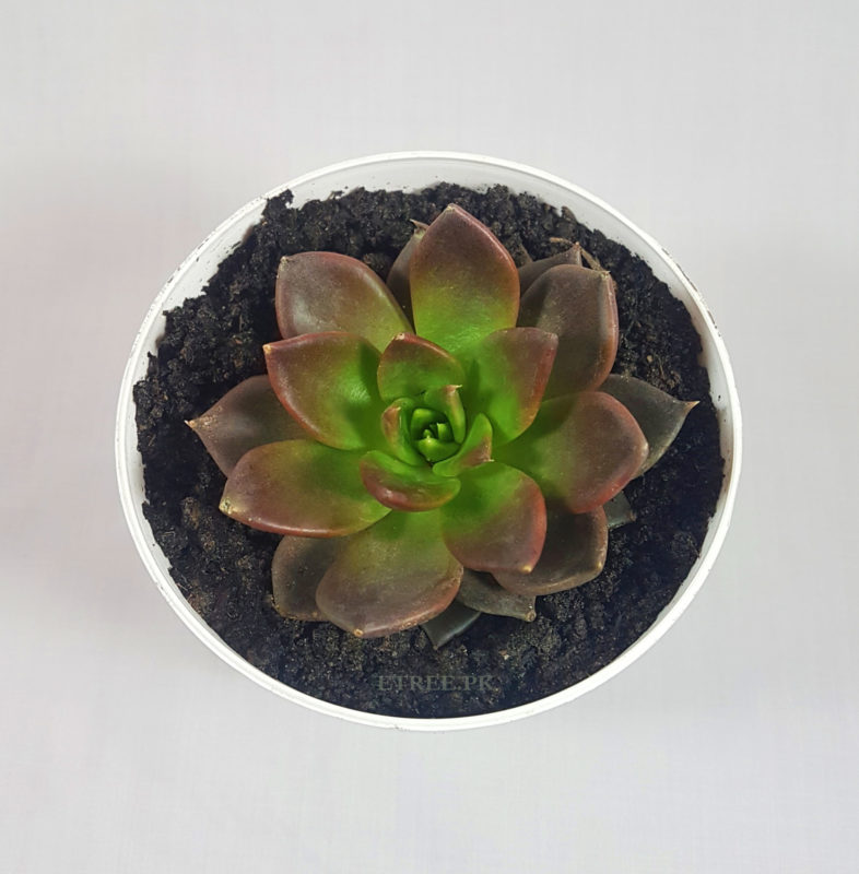 Echeveria