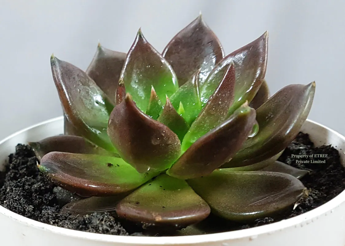 Echeveria
