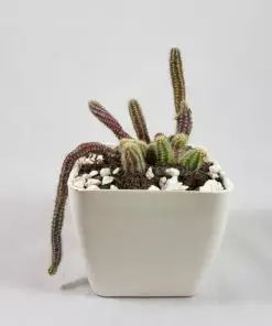 Cleistocactus winteri | Monkey Tail Cactus