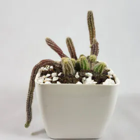 Cleistocactus winteri | Monkey Tail Cactus Cleistocactus winteri | Monkey Tail Cactus Image