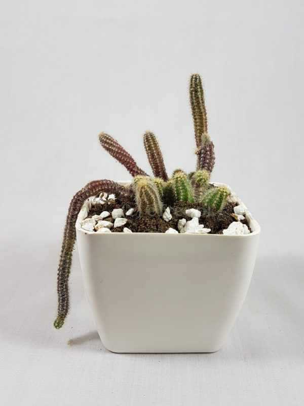 Cleistocactus winteri | Monkey Tail Cactus