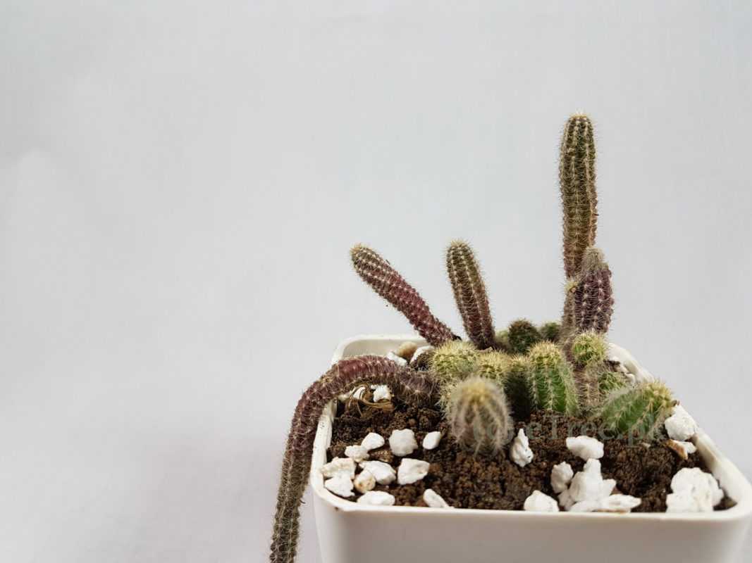 Cleistocactus winteri